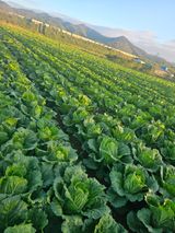 팜모닝 배추·영농일지 게시글 이미지