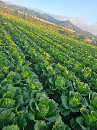 승현이네농장님의 배추 · 영농일지 작성글 사진