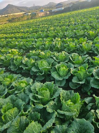 승현이네농장님의 배추 · 영농일지 작성글 사진