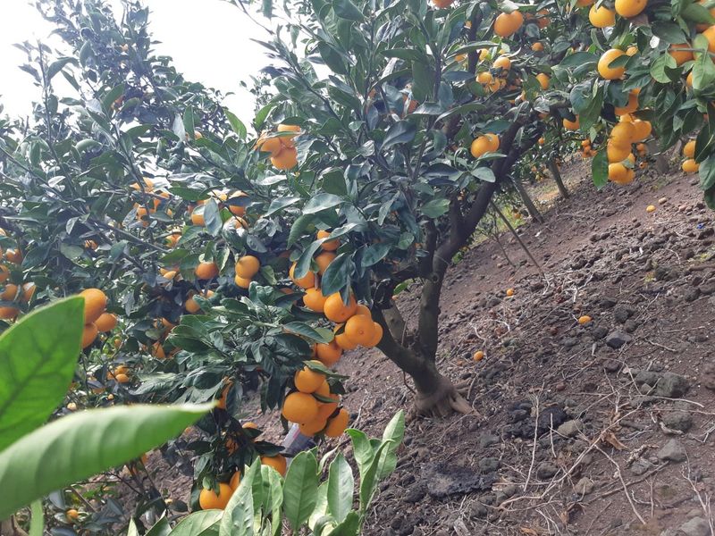 장터 상품 [극조생감귤] 썸네일