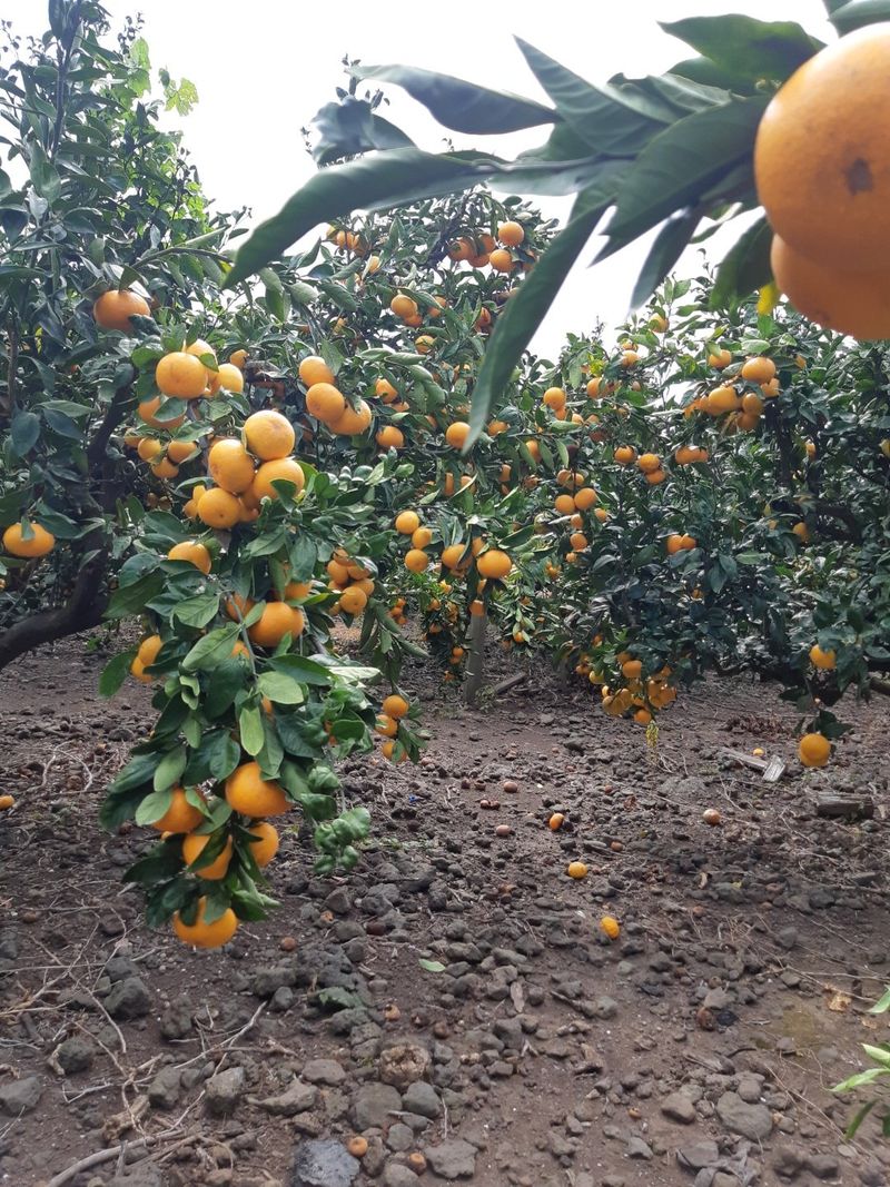 성민감귤농원님의 장터 판매 상품 [극조생감귤] 첨부 사진