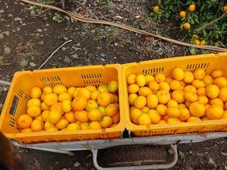 성민감귤농원님의 작성글 사진