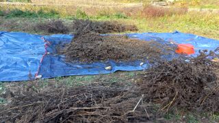 권순일님의 들깨 · 영농일지 작성글 사진