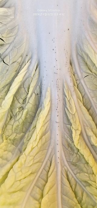 윤창기님의 배추 · 병해충상담 작성글 사진