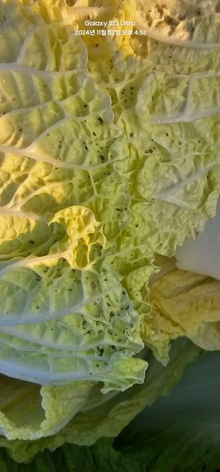 윤창기님의 배추 · 병해충상담 작성글 사진