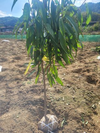 일심묘목농원님의 자유주제 · 자유게시판 작성글 사진