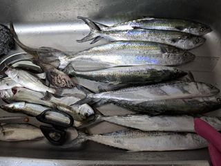 조명희님의 요즘 즐겨보는 TV 프로그램을 알려주세요 · 참여글 작성글 사진