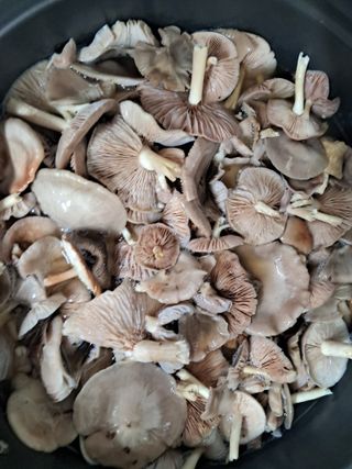 조명희님의 요즘 즐겨보는 TV 프로그램을 알려주세요 · 참여글 작성글 사진