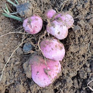 삼성농산님의 자유주제 · 자유게시판 작성글 사진