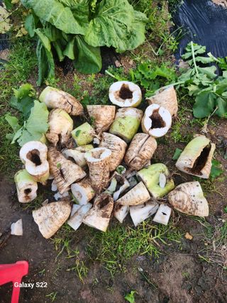 kis님의 자유주제 · 자유게시판 작성글 사진