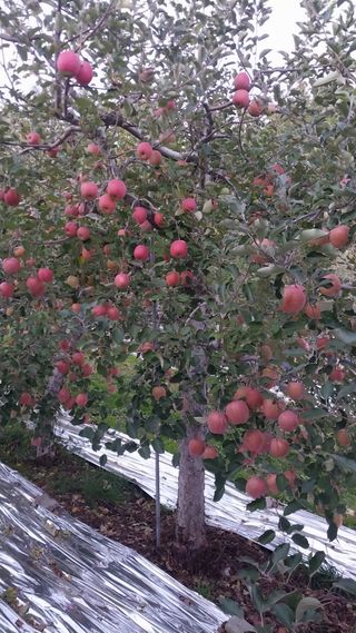 오석한님의 사과 · 영농일지 작성글 사진