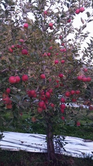 오석한님의 사과 · 영농일지 작성글 사진