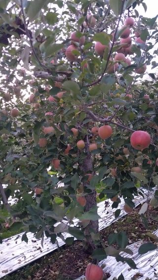 오석한님의 사과 · 영농일지 작성글 사진