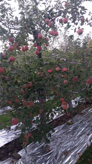 오석한님의 사과 · 영농일지 작성글 사진