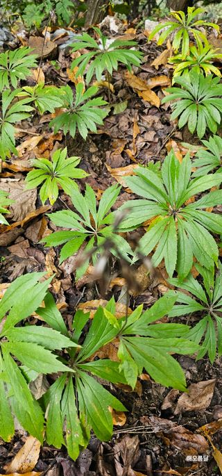 해오름달님의 자유주제 · 자유게시판 작성글 사진