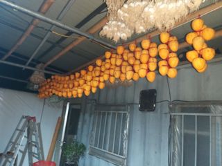 초보굴백이님의 자유주제 · 자유게시판 작성글 사진