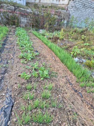 석장근님의 콩 · 영농일지 작성글 사진