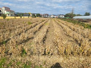 서명석님의 콩 · 영농일지 작성글 사진