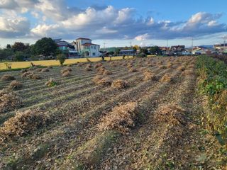 서명석님의 콩 · 영농일지 작성글 사진