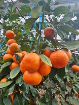 팜모닝 자유주제·자유게시판 게시글 이미지