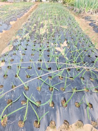 선우농장님의 마늘 · 영농일지 작성글 사진