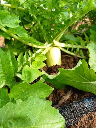 상훈경영체등록5년차님의 자유주제 · 자유게시판 작성글 사진