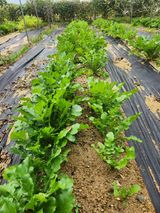 팜모닝 기타작물·영농일지 게시글 이미지