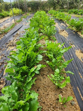 현모양처(양현모)님의 기타작물 · 영농일지 작성글 사진