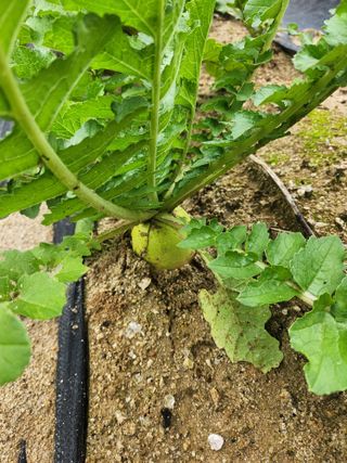 현모양처(양현모)님의 기타작물 · 영농일지 작성글 사진