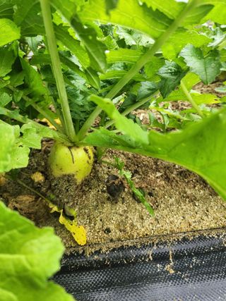 현모양처(양현모)님의 기타작물 · 영농일지 작성글 사진