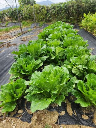 현모양처(양현모)님의 기타작물 · 영농일지 작성글 사진