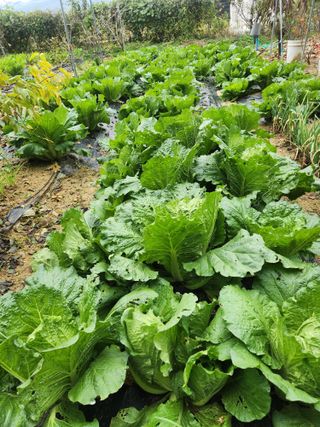 현모양처(양현모)님의 기타작물 · 영농일지 작성글 사진