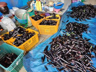 호수지기님의 기타작물 · 영농일지 작성글 사진