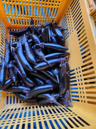 호수지기님의 기타작물 · 영농일지 작성글 사진