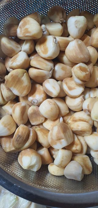 전옥기님의 마늘 · 병해충상담 작성글 사진