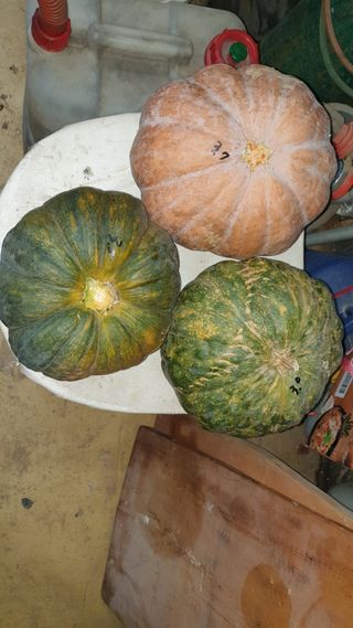 할배맥가이버님의 자유주제 · 자유게시판 작성글 사진