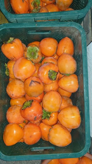 할배맥가이버님의 자유주제 · 자유게시판 작성글 사진