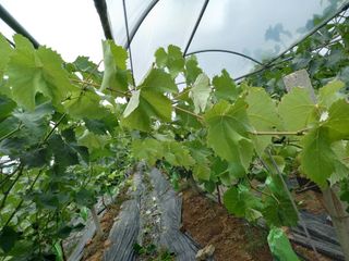 Pme0722님의 기타작물 · 병해충상담 작성글 사진