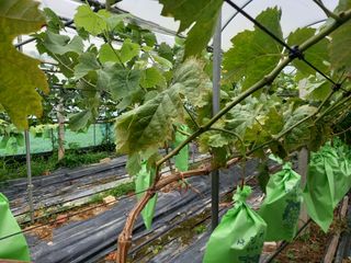 Pme0722님의 기타작물 · 병해충상담 작성글 사진