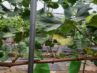 Pme0722님의 기타작물 · 병해충상담 작성글 사진