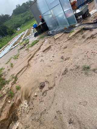 원팔이농장님의 양배추 · 자유게시판 작성글 사진