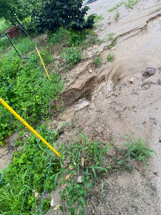 원팔이농장님의 양배추 · 자유게시판 작성글 사진