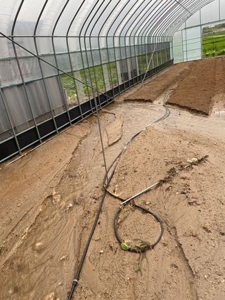 원팔이농장님의 양배추 · 자유게시판 작성글 사진