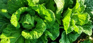 범이님의 11월 농사 계획 공유하기 · 참여글 작성글 사진