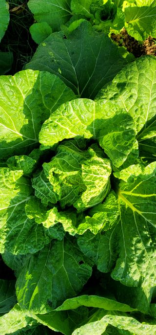 범이님의 11월 농사 계획 공유하기 · 참여글 작성글 사진