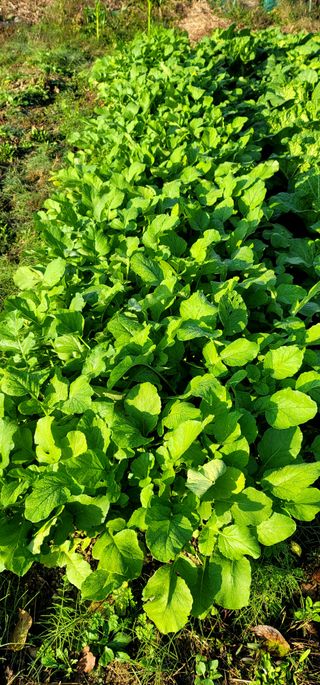 범이님의 11월 농사 계획 공유하기 · 참여글 작성글 사진