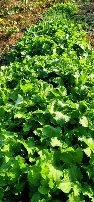 범이님의 11월 농사 계획 공유하기 · 참여글 작성글 사진