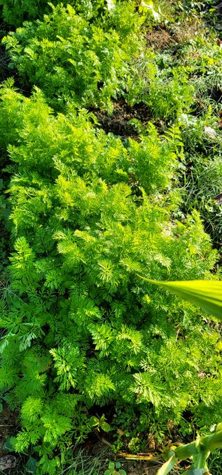 범이님의 11월 농사 계획 공유하기 · 참여글 작성글 사진