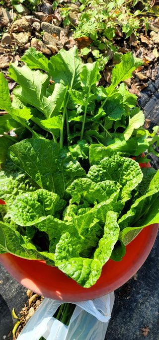 범이님의 11월 농사 계획 공유하기 · 참여글 작성글 사진