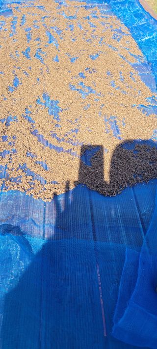 김정은님의 들깨 · 영농일지 작성글 사진